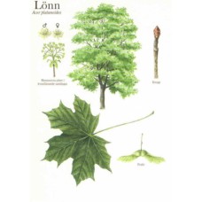 HJELM Förlag Postkarte Baum - Illustration: Lars Klinting